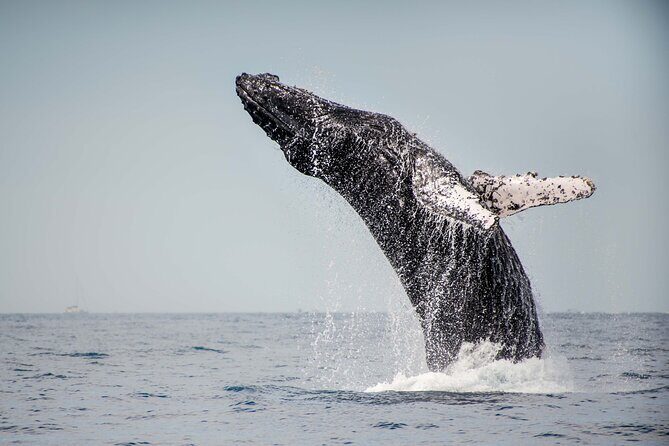 Private Humpback Whale Watching in Cabo San Lucas - The Sum Up