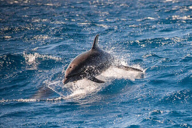 Private Humpback Whale Watching in Cabo San Lucas - FAQs