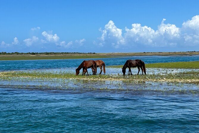 Private Island Eco Tours on a Private Boat from Shackleford Banks - An In-Depth Look at the Private Island Eco Tour