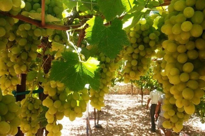 Private Israeli Wines Tour of the Central Israel - Key Points