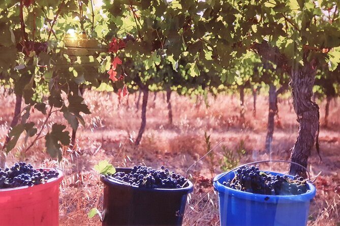 Private Israeli Wines Tour of the Central Israel - Who Will Love This Tour?
