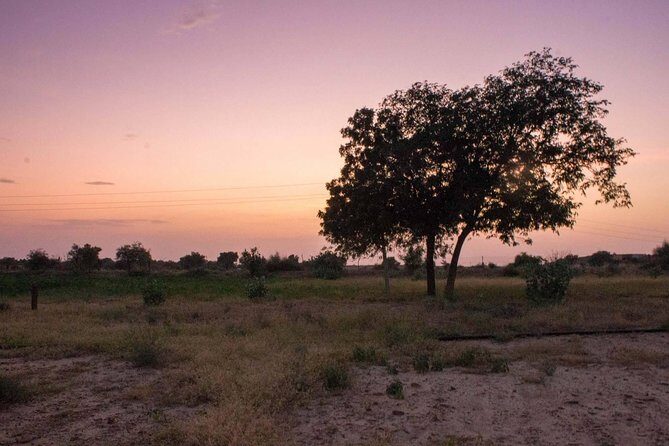 Private Jaisalmer Rural Farm Tour - Key Points