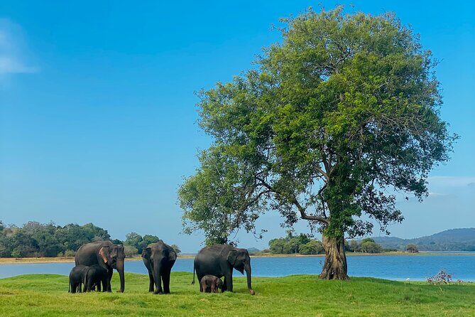 Private Jeep Safari at Minneriya and Kaudulla National Parks - Key Points