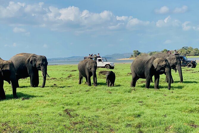 Private Jeep Safari at Minneriya and Kaudulla National Parks - An Overview of the Tour Experience