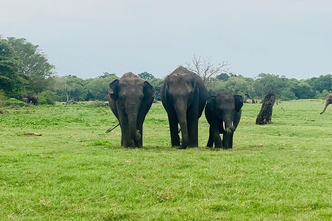 Private Jeep Safari at Minneriya and Kaudulla National Parks - What to Expect from the Transportation