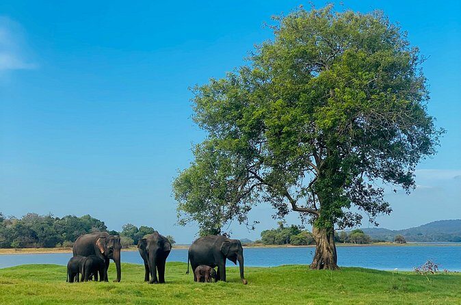 Private Jeep Safari at Minneriya and Kaudulla National Parks - Pricing and Value