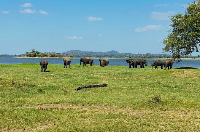 Private Jeep Safari at Minneriya and Kaudulla National Parks - The Experience of a Lifetime — Or Just a Really Good Day