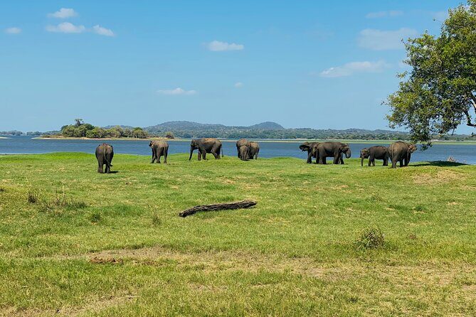Private Jeep Safari at Minneriya and Kaudulla National Parks - FAQ