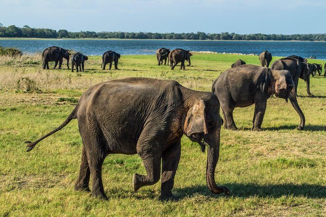 Private Jeep Safari at Minneriya National Park - Key Points