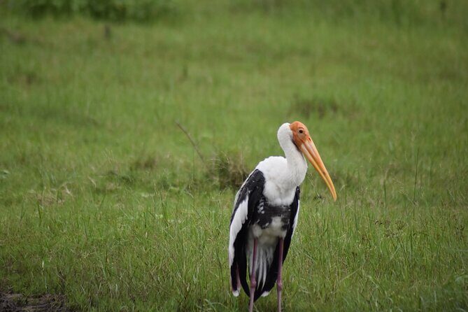 Private Jeep Safari at Minneriya National Park - Half Day Tour - What to Expect from the Tour