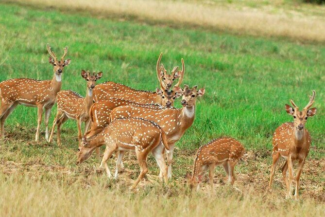 Private Jeep Safari at Minneriya National Park to Visit Elephants - Introduction
