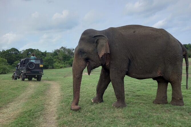 Private Jeep Safari at Minneriya National Park to Visit Elephants - Transportation & Cost Analysis