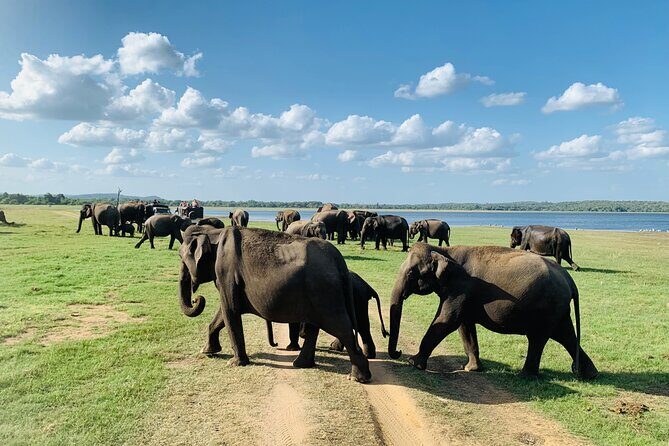 Private Jeep Safari at Minneriya National Park to Visit Elephants - The Sum Up