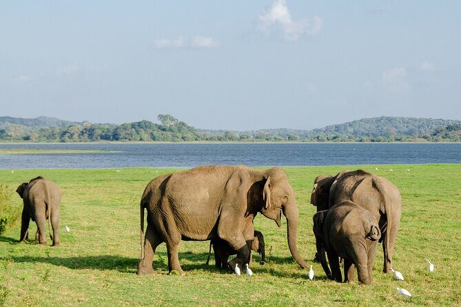 Private Jeep Safari at Minneriya National Park to Visit Elephants - FAQ