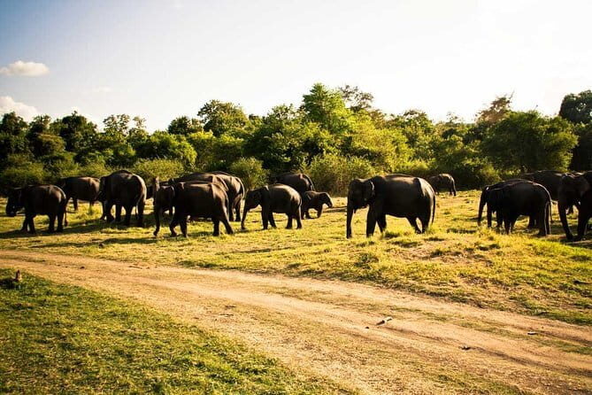 Private Jeep Safari To one of a Best National Park - An In-Depth Review of the Jeep Safari Experience