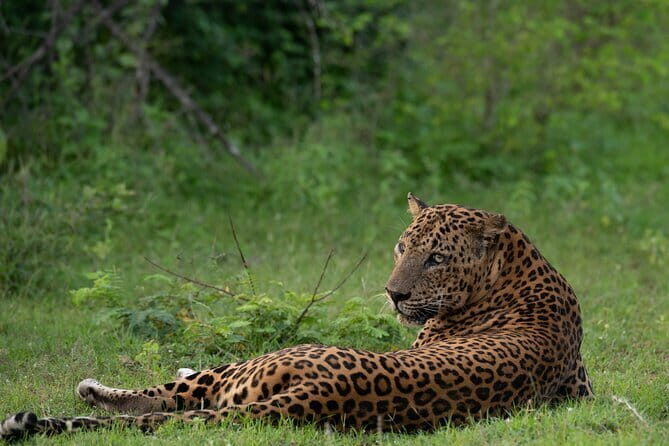 Private Jeep Safaris Tour in Yala National Park - A Detailed Look at the Private Jeep Safaris Tour in Yala National Park