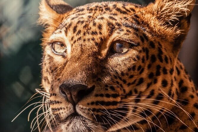 Private Jeep Safaris Tour in Yala National Park - Key Points