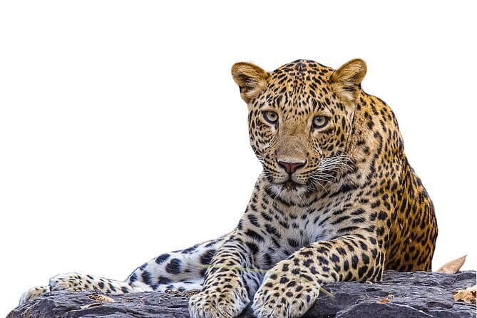 Private Jeep Safaris Tour in Yala National Park - The Transport and Group Size: Comfort Matters