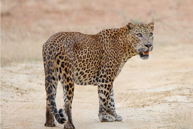 Private Jeep Safaris Tour in Yala National Park - Authentic Experiences and Customer Praise
