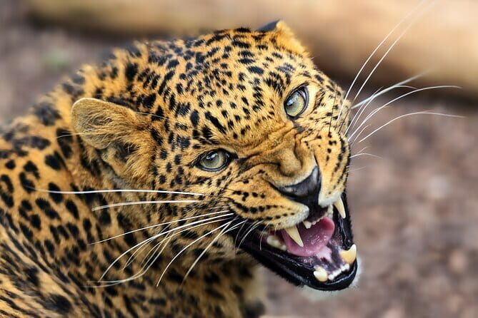 Private Jeep Safaris Tour in Yala National Park - Practical Tips for Booking and Participating