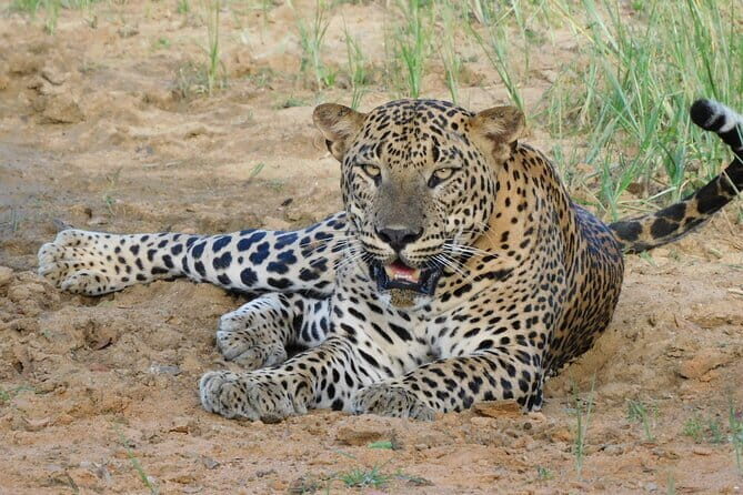 Private Jeep Safaris Tour in Yala National Park - FAQ