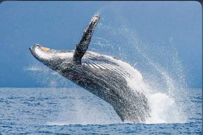 Private Kaikoura Whale Watching Day Trip From Christchurch - Introduction: A Day of Marine Encounters and Scenic Views
