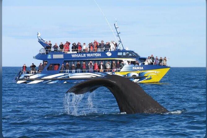 Private Kaikoura Whale Watching Day Trip From Christchurch - Meeting Points and Timing