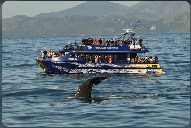 Private Kaikoura Whale Watching Day Trip From Christchurch - Final Thoughts