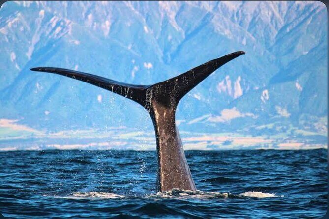 Private Kaikoura Whale Watching Day Trip From Christchurch - FAQs