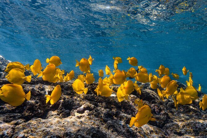 Private Kealakekua Bay Snorkel with Dolphin Watch - Key Points