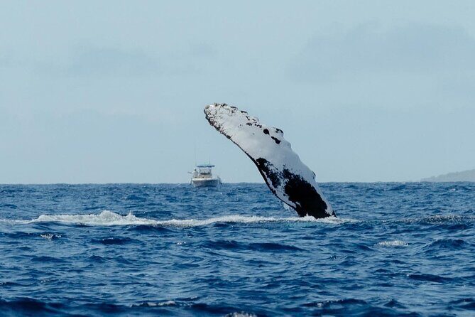 Private Kealakekua Bay Snorkel with Dolphin Watch - The Itinerary in Detail