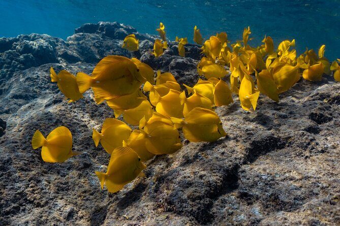 Private Kealakekua Bay Snorkel with Dolphin Watch - FAQ