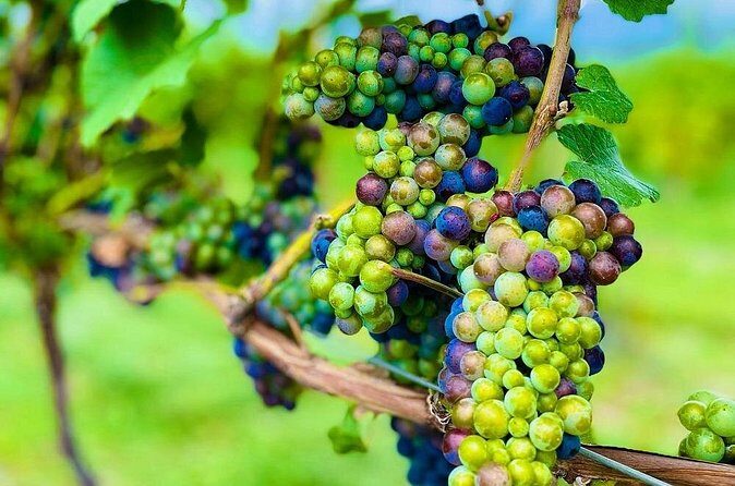 Private Kelowna Sip Tour - A Closer Look at the Private Kelowna Sip Tour