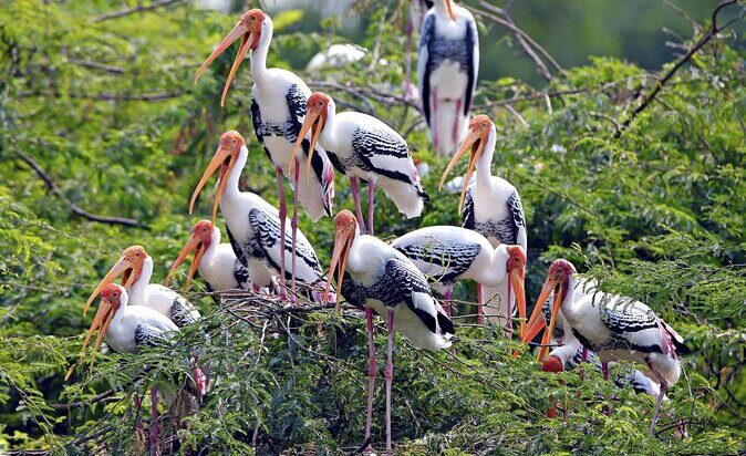 Private Keoladeo National Park Tour sightseeing - All Inclusive - Key Points