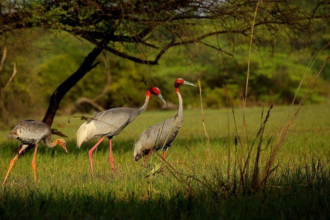 Private Keoladeo National Park Tour sightseeing - All Inclusive - FAQs