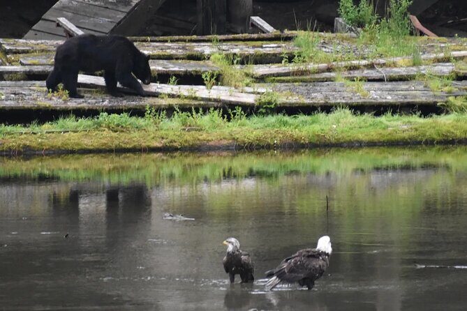 Private Ketchikan City Totems & Wildlife Van Tour - What Makes This Tour Stand Out?