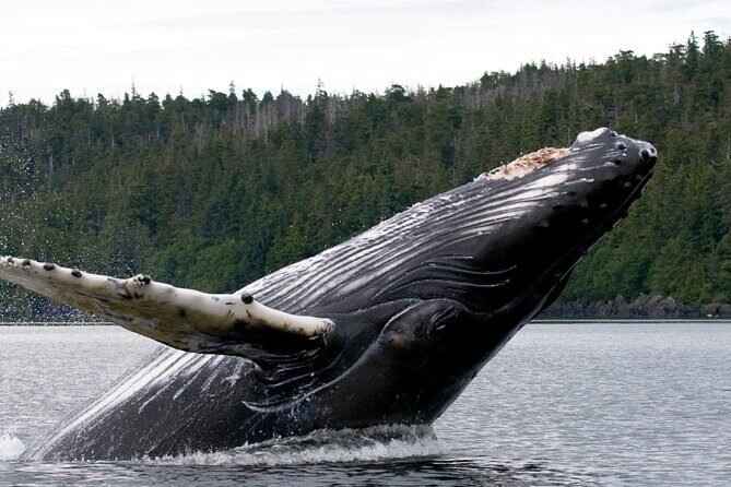 Private Ketchikan Wildlife and Sightseeing Tour - Key Points
