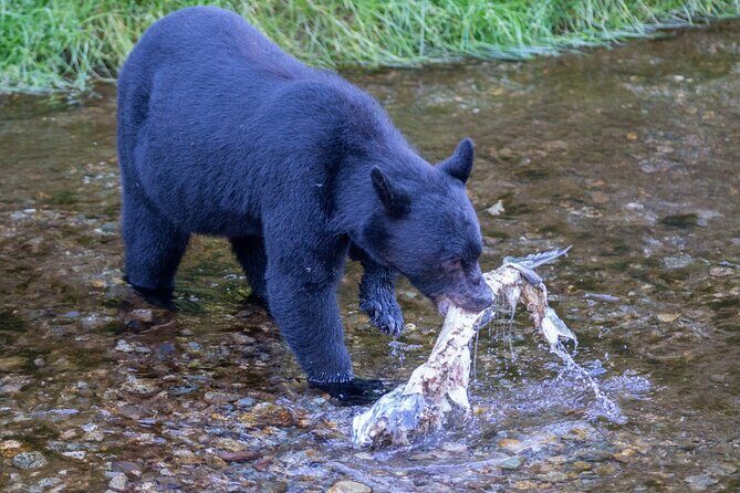 Private Ketchikan Wildlife and Sightseeing Tour - Exploring the Itinerary in Detail
