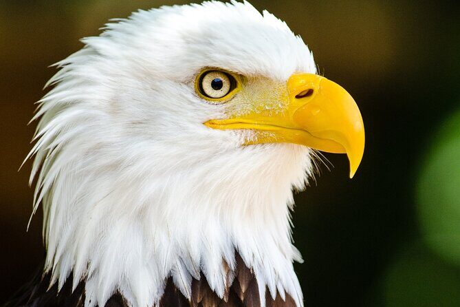 Private Ketchikan Wildlife and Sightseeing Tour - Saxman Native Village: Cultural Heart of Alaska