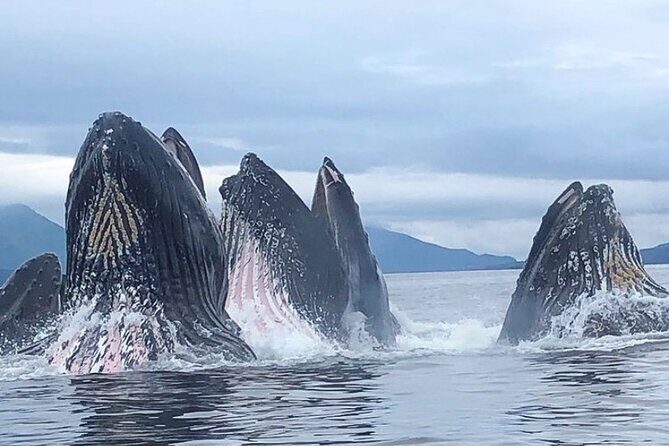 Private Ketchikan Wildlife and Sightseeing Tour - Final Thoughts: Who’s This Tour For?