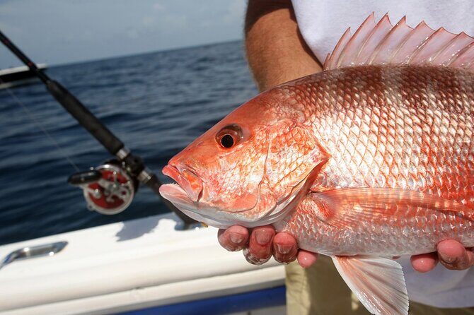 Private Key West Fishing & Sandbar or Snorkel Charter - What Makes This Tour Stand Out