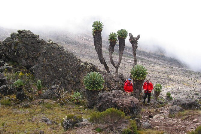 Private Kilimanjaro Climb - Any Route - 8 to 15+ Days - Authentic Experiences and Testimonials