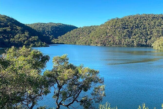 Private Koala Park Sanctuary Minivan Tour Sydney - A deep dive into the experience