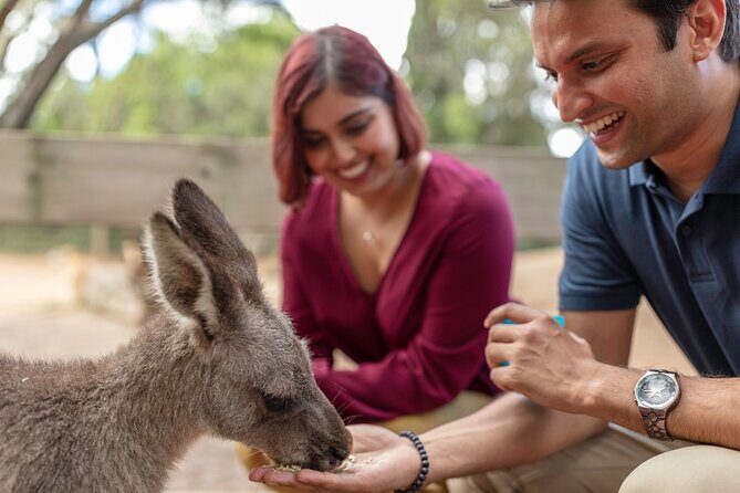 Private Koala Park Sanctuary Minivan Tour Sydney - Who should consider this tour?