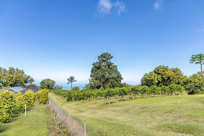 Private Kona Coffee and National Historic Parks Tour - Practical Details: What to Expect