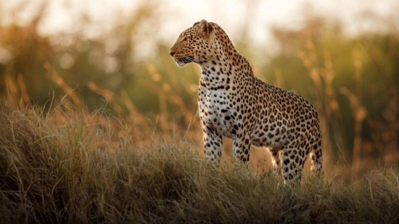 Private Kruger Full Day Safari from Hazyview - The Itinerary: What to Expect on Your Day in Kruger