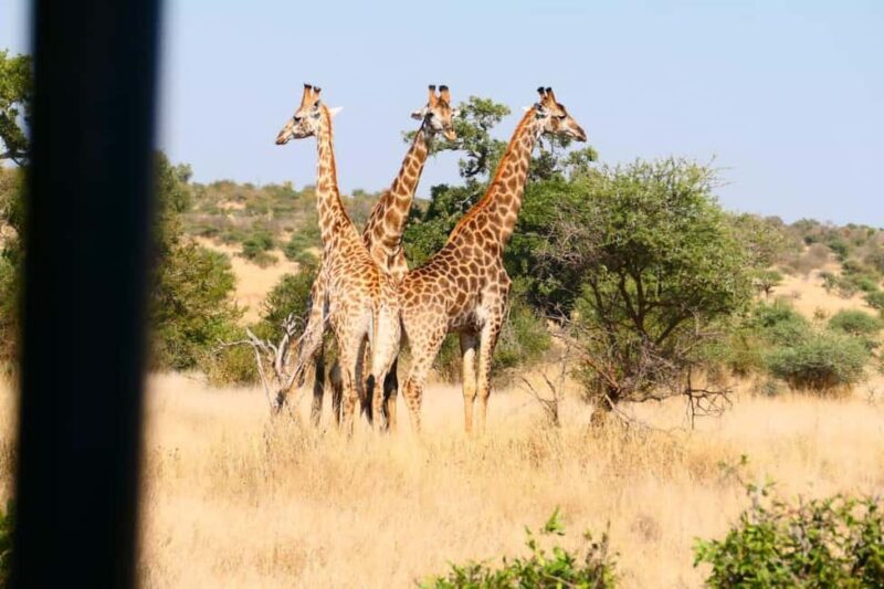 Private Kruger park and Panorama route tour - Who Will Love This Tour?