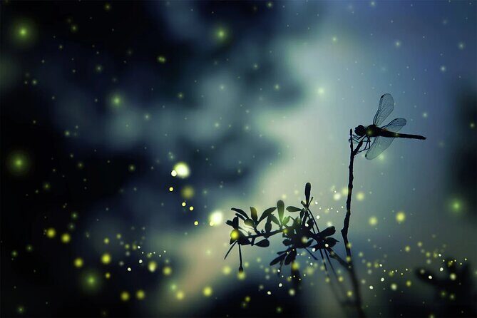 Private Kuala Lumpur Fairy Firefly And Monkey Hill Tour - Why This Tour Offers Great Value