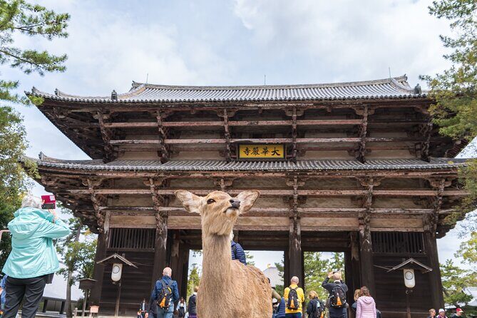 Private Kyoto Nara Tour by Car with Deer, Buddha and More - The Allure of a Private Kyoto Nara Experience