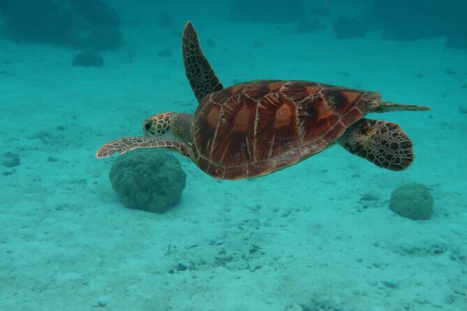 Private lagoon tour (rays, sharks, turtles) by boat in Moorea - The Value and Price Analysis